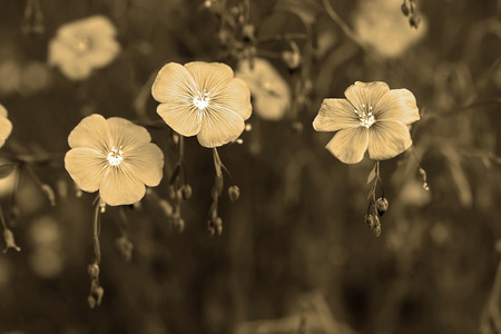 Linum perenne (perennial flax, blue flax or lint). Photo toned with sepia filter and soft noise to get old camera effectの写真素材