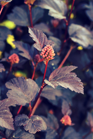 Physocarpus opulifolius (ninebark, Atlantic ninebark) 'Diabolo'
