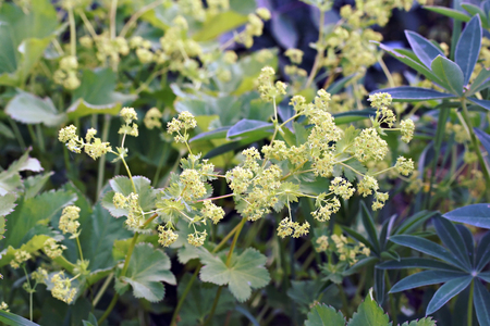 Alchemilla mollis (Lady's Mantle) Robusta in a garden in Latvia