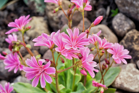 Lewisia cotyledon 'Elise Mixed' flowers in rock garden in Latvia, Europe.の写真素材