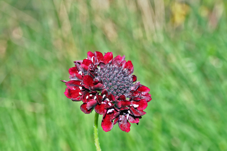 Scabiosa (pincushion flower) in the garden in Latvia, Europeの写真素材