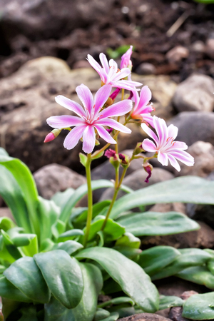 Lewisia cotyledon 'Elise Mixed' flowers in rock garden in Latvia, Europe.の写真素材