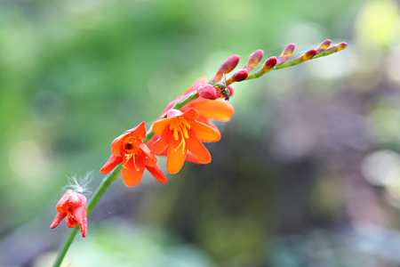 Crocosmia crocosmiiflora, also known as Montbretiaの写真素材
