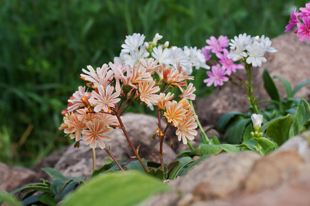 Lewisia cotyledon 'Elise Mixed' flowers in rock garden in Latvia, Europe.の写真素材