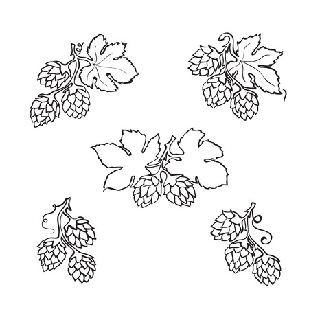 Hops cone hand drawn icon set, black and white versionのイラスト素材