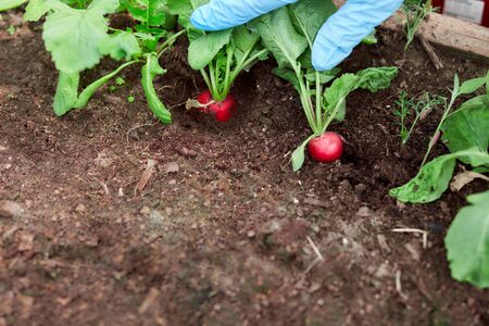Gardeners hands planting and picking vegetable from backyard garden. Gardener in gloves prepares the soil for seedling. Season work.の写真素材
