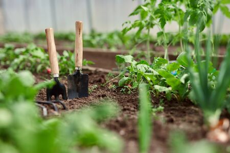 Gardeners hands planting and picking vegetable from backyard garden. Gardener in gloves prepares the...