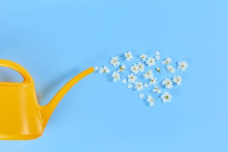 Watering flower from yellow watering can on blue background. Creative concept of growth or springtime. Flat lay.の写真素材