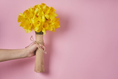 hand reaching out bunch of yellow narcissus on pink background with copy space