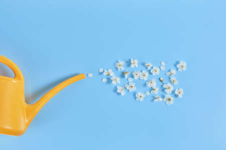 Watering flower from yellow watering can on blue background. Creative concept of growth or...