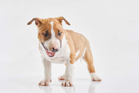 Miniature bull terrier puppy posing on white background. Portrait of a red or brown bull terrier in studio.Canine friend. Red dog.の写真素材