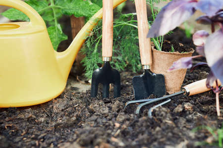 Group of gardening tools and seedlings on soil. Vegetable concept. Working in the spring garden.の写真素材