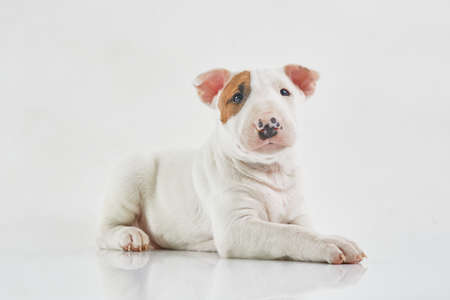 Bull terrier dog isolated against grey background. Studio portrait. Miniature bull terrier puppy posing on shot.の写真素材