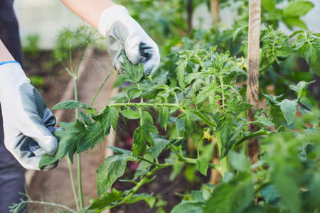 Hands of gardener hold tomatoes leaves in the garden. The girl takes care of tomatoes and herbs....