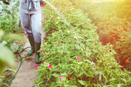 Gardener in rubber boots working watering garden from hose. Female hand watering the plants and...