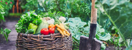 Fresh farm vegetables in wooden basket. Garden produce and harvested vegetable.の写真素材