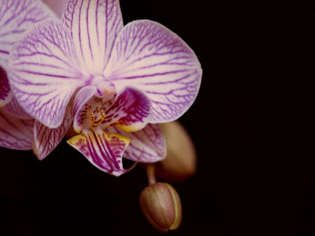 pink orchidの写真素材