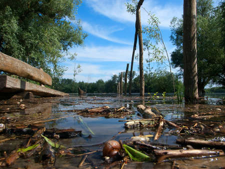 swamp