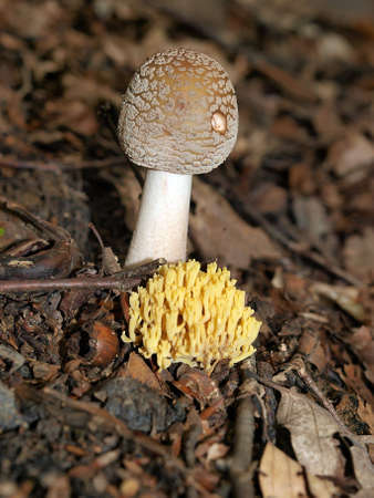 mushrooms