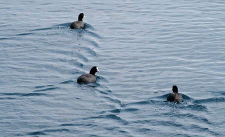 Three cormorants swimming awayの写真素材