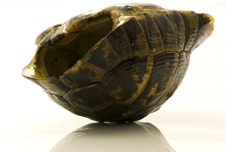 Turned down empty shell of turtle