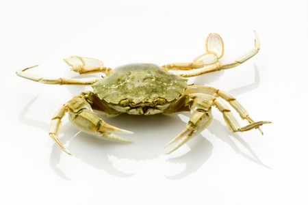 Dead crab isolated on white backgroundの写真素材