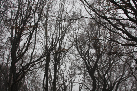 Fog and fearの写真素材