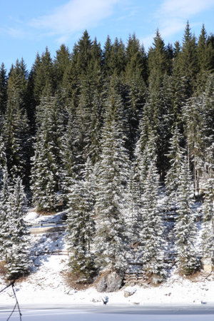 Forest in northern Italyの写真素材