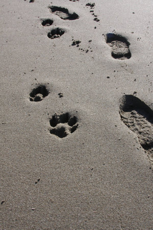 Footprints on beachの写真素材
