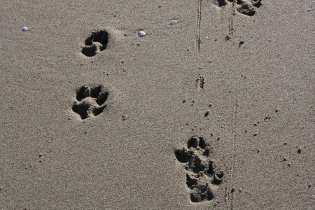 Dog's footprints on sandの写真素材