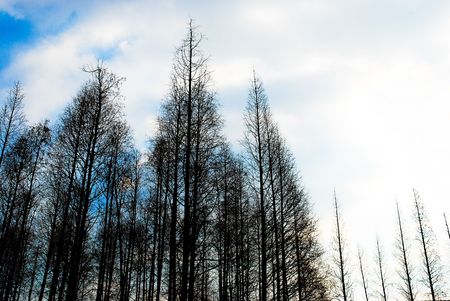 Metasequoia in Winter