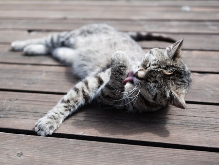 Tabby cat licking itself, whole body, outdoorsの写真素材