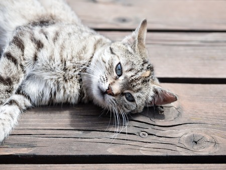 Tabby cat lying on a wood, , soft coloursの写真素材