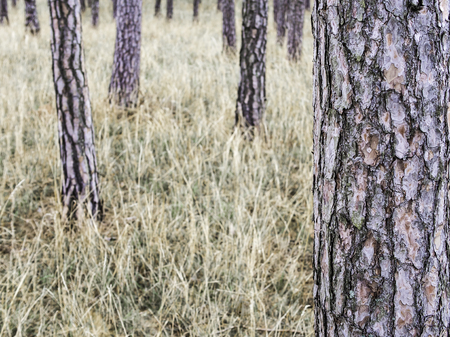 Pine trees, dry grass, minimalistic autumn fall forest nature scenery, usable as backgroundの写真素材