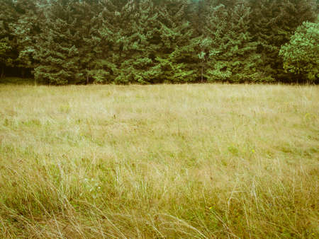 Green toned forrest and meadow simple nature backgroundの写真素材