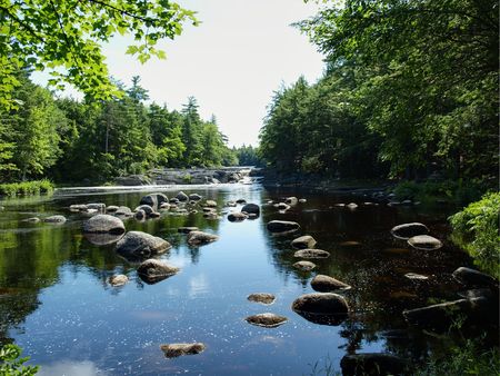 forest sceneの写真素材