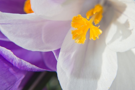 Spring Flower 3の写真素材