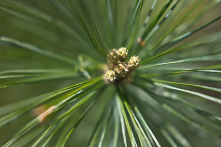 Pine