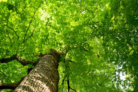 Frog perspective in the woodsの写真素材