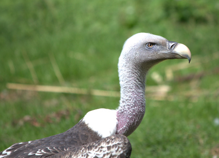 vulture portraitの写真素材