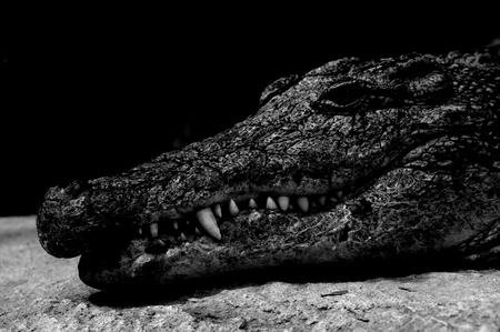 monochrome portrait alligatorの写真素材