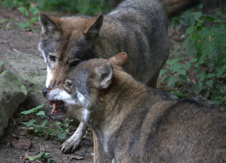 Fighting wolvesの写真素材