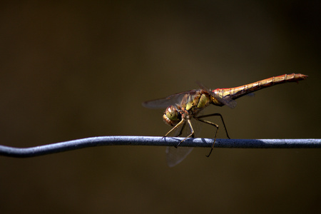 dragonflyの写真素材