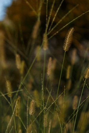 Simple wild flowers in highlight and home garden background with diverse unfocused vegetationの写真素材