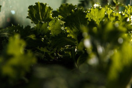 close-up of lettuce in organic home-made vegetable gardenの写真素材