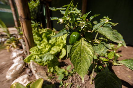 Close up of small chili and its plant in homegrown organic vegetable gardenの写真素材