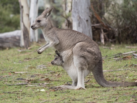 Mother kangaroo standing with ears back and baby joey hanging out of pouchの写真素材