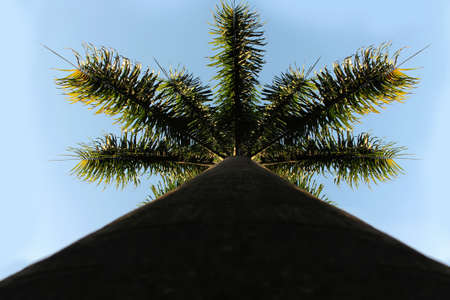 Upward view of palm trees against blue sky - South America, Brazil.