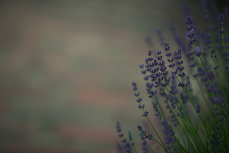 Lavenderの写真素材