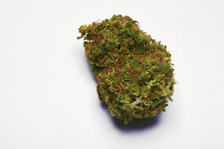 Sativa Marijuana Budの写真素材